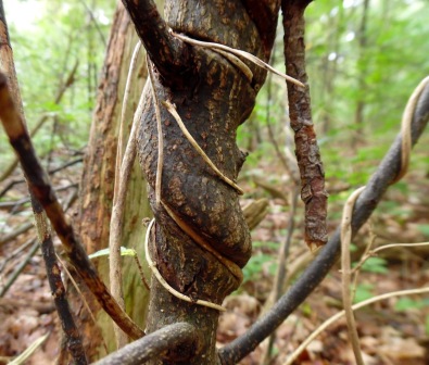 A-strangled-tree