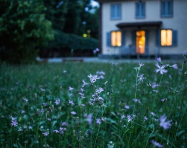 Field of light purple wildflowers at dusk in front of the lit windows of a 2-story home